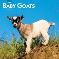 2023 Calendar - Baby Goats