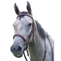 Pro-Trainer Fancy Stitched Padded Hunter Bridle