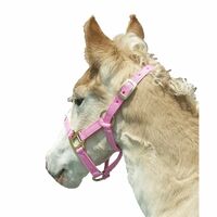 Nylon Foal Halter - Pink