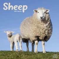 Wall Calendar 2023 - Sheep