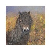 Greeting Card - Exmoor Pony