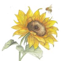 Greeting Card - Sunflower