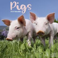 Wall Calendar 2023 - Pigs