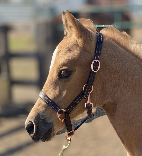 Rose Gold Foal Leather Halter