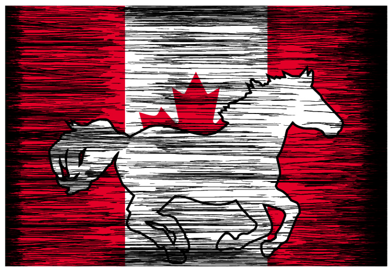 Vinyl Decal - Rustic Canadian Horse